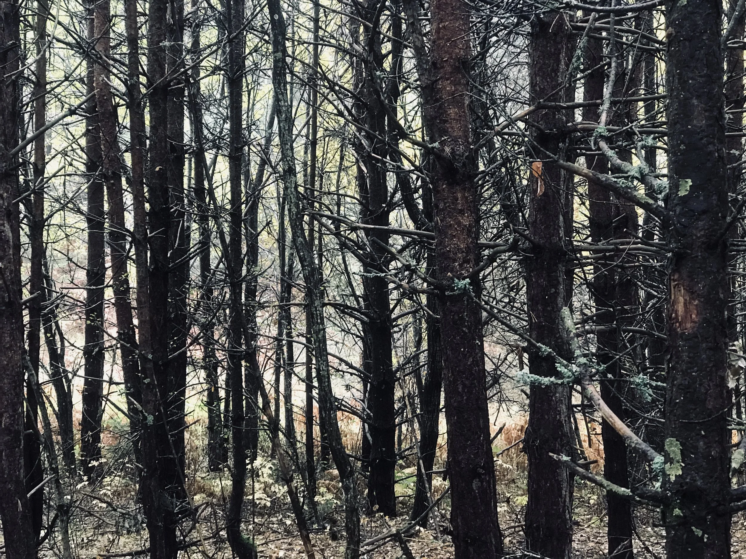 mountain-ultra-marathon.jpeg