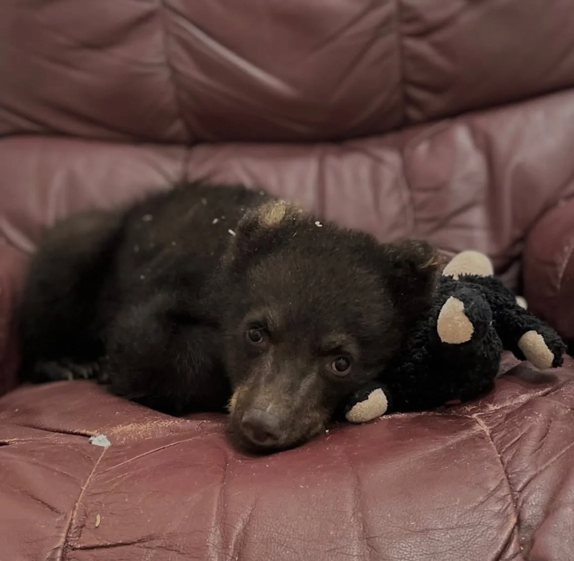 From cub to young adult 🐻✨

During my 2025 Appalachian Trail FKT attempt, I ran with a purpose beyond the miles. Through this fundraiser, we raised $3,000 &mdash; the exact amount needed to save the life of one bear cub at the Kilham Bear Centre @ki