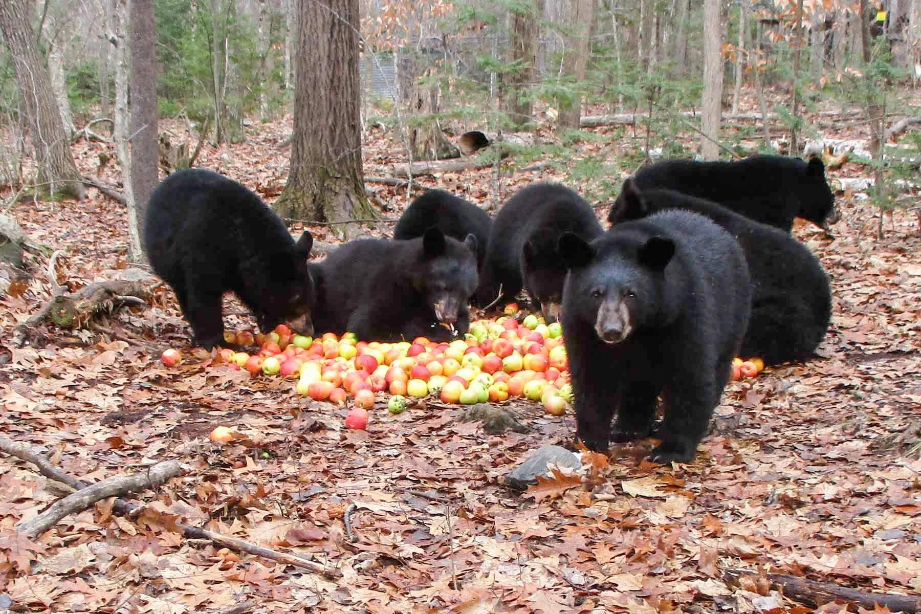 Last year, we raised $3,000, which helped save the life of an orphaned bear cub. Today, that bear is strong and healthy. His name is Quill because he was found covered in porcupine quills.

During my self-supported record attempt for the Fastest Know