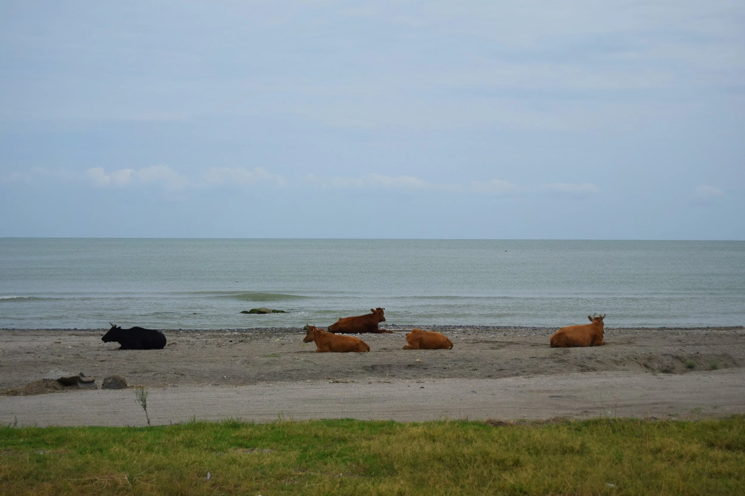 My experience with the Caspian sea in Azerbaijan. Did not go swimming.
