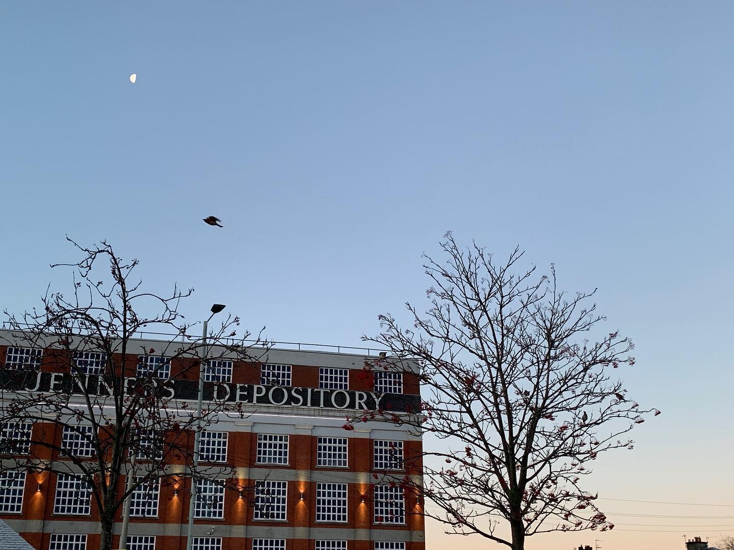 Winter sunrise in Balgreen. A rowan tree full of redwings and a single beautiful waxwing. How lovely to have a moment of overlap with these visiting birds. Later I visited Portobello where I watched a flock of 15+ waxwings. Chatted about favourite bi