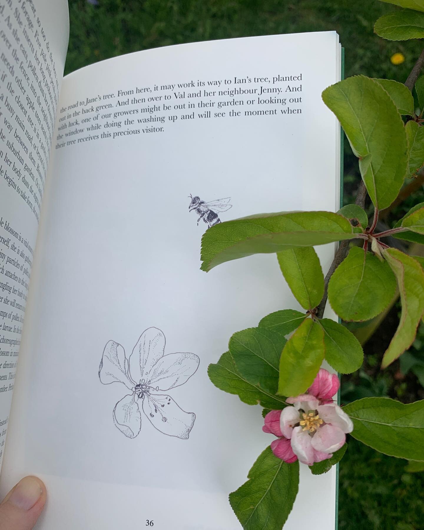 In celebration of Orchard Blossom Day, here are some blooms I&rsquo;ve enjoyed lately. 1. Blossom and bee from the @neighbouringorchard book (available to buy in the link in my bio). 
2. Pear blossom at Dunkeld and Birnam Community Orchard
3. Apple b