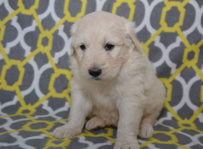 mini pyredoodle puppies