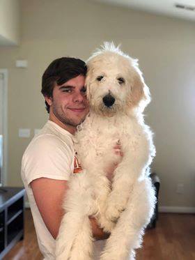 great pyrenees and poodle