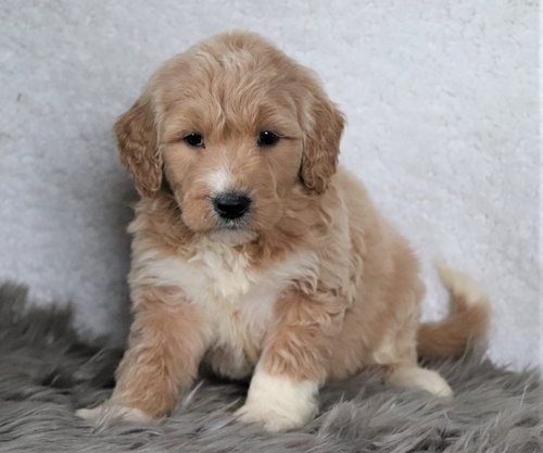 great pyrenees and poodle