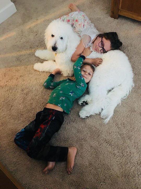 great pyrenees and standard poodle mix