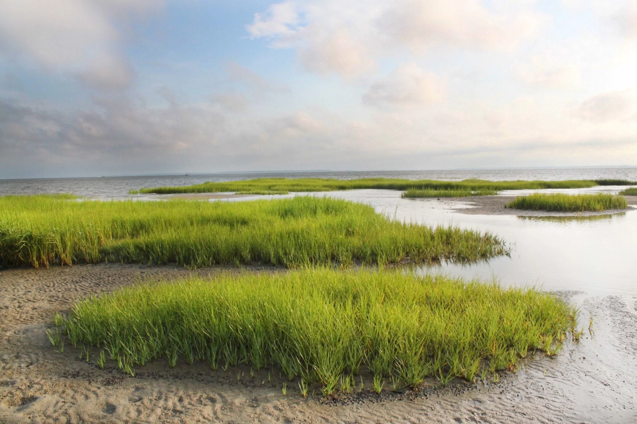 Mastic Beach Ecological Restoration — LBLA