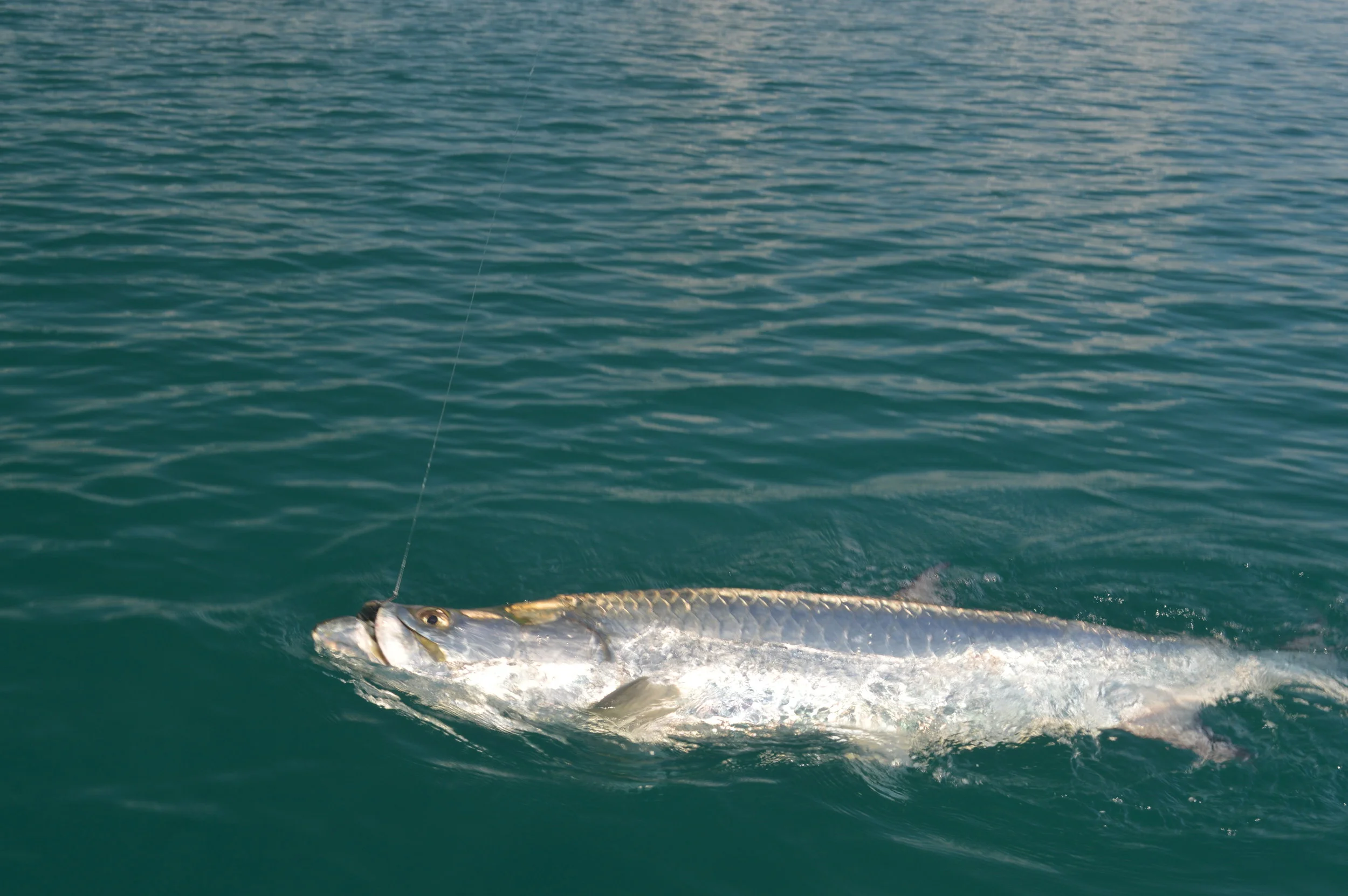 DSC_0311.JPG