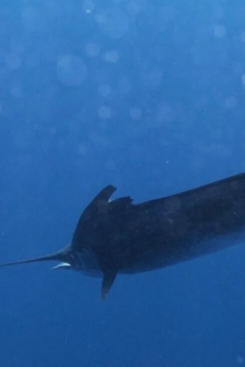 Sailfishing during the Winter Time in Vero Beach, FL