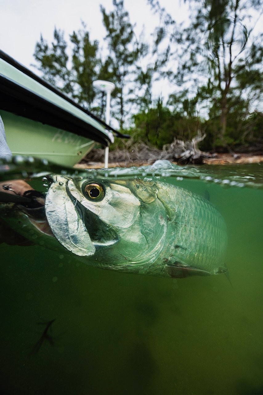 Spring Fishing in Vero Beach: Best Species to Target on Charter Trips