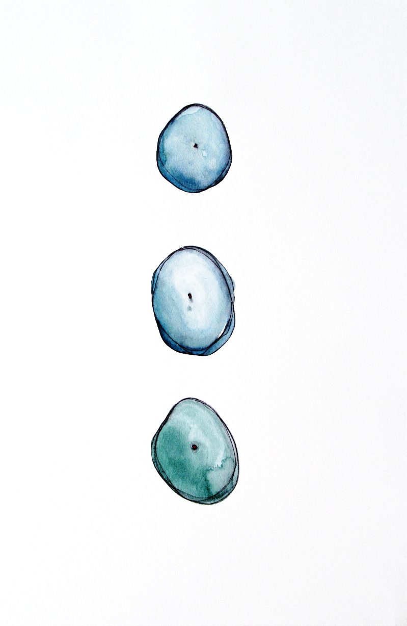 3 Seeds