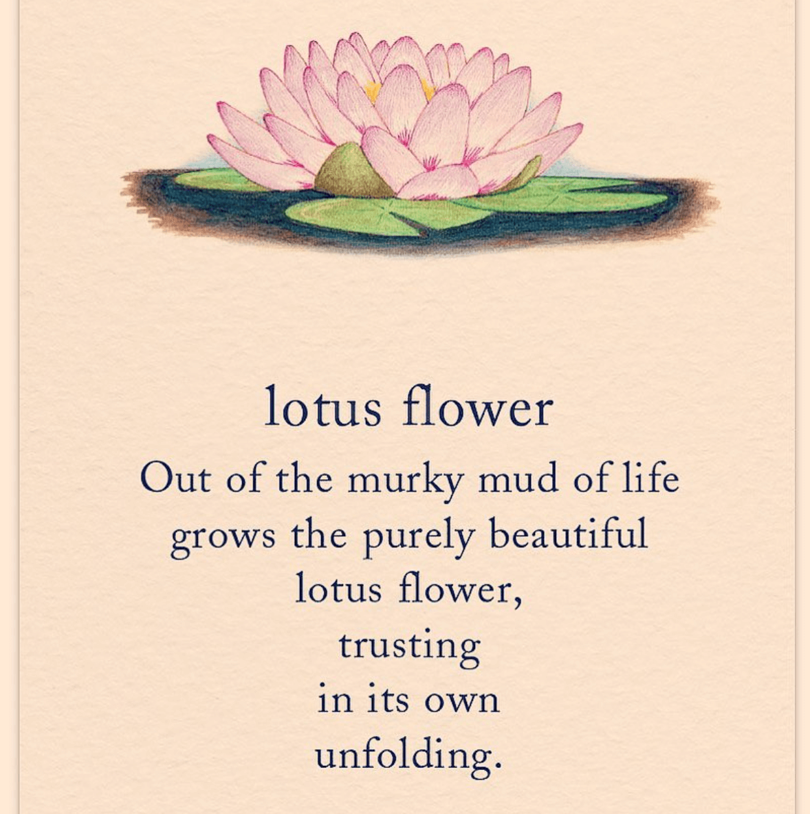 Wisdom from the sacred Lotus flower