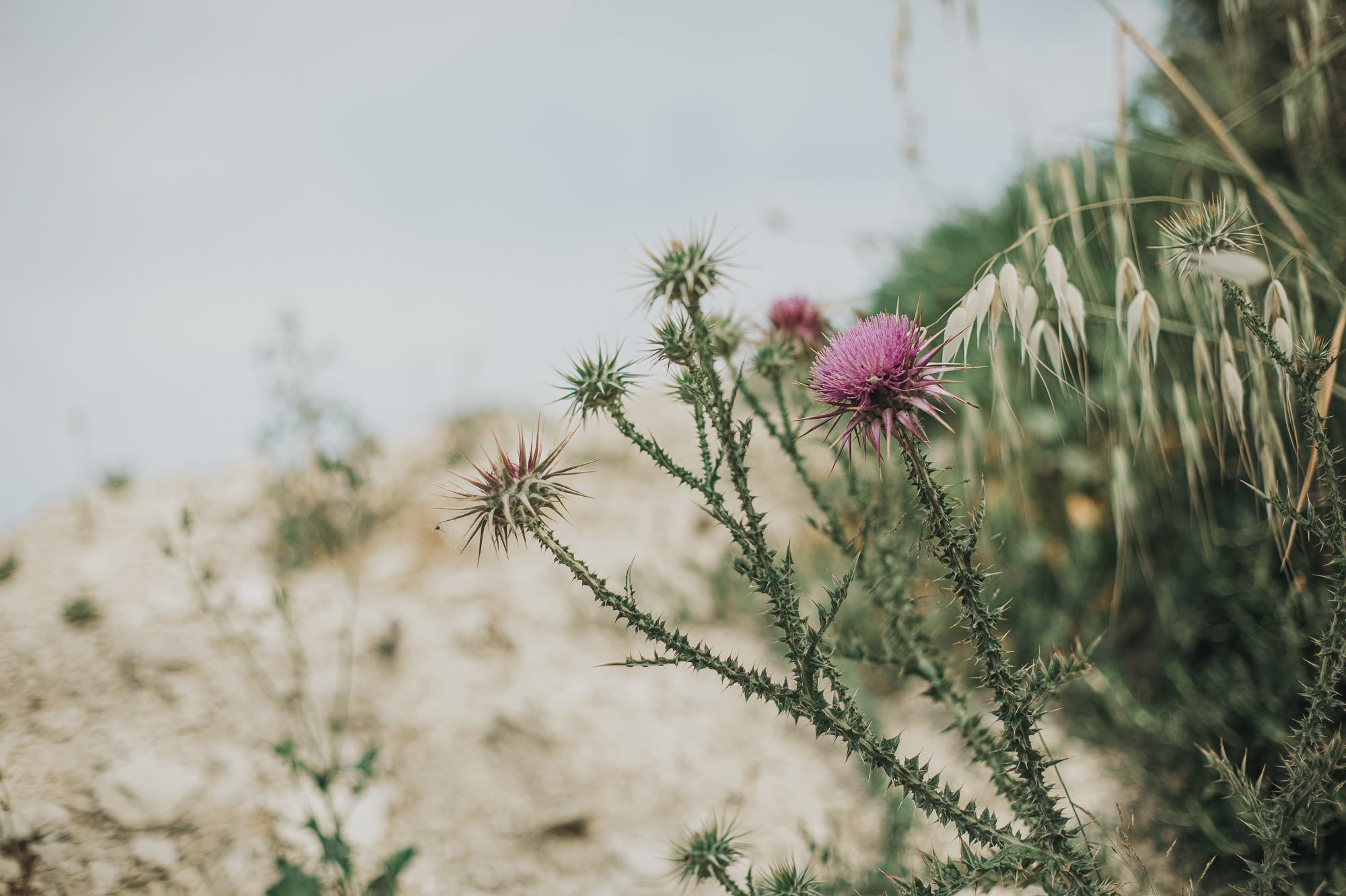 Aelia wellness resort flowers