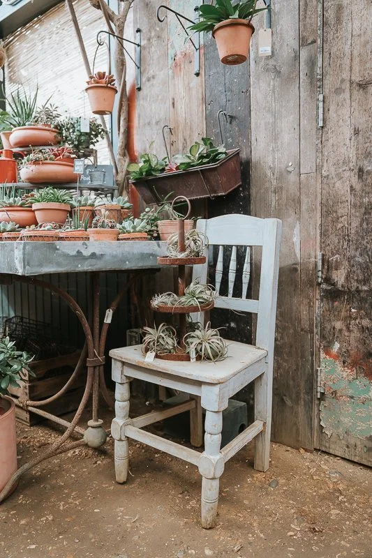  Air plants displayed on a weathered wooden chair beside terracotta pots inside Petersham Nurseries, Richmond. 