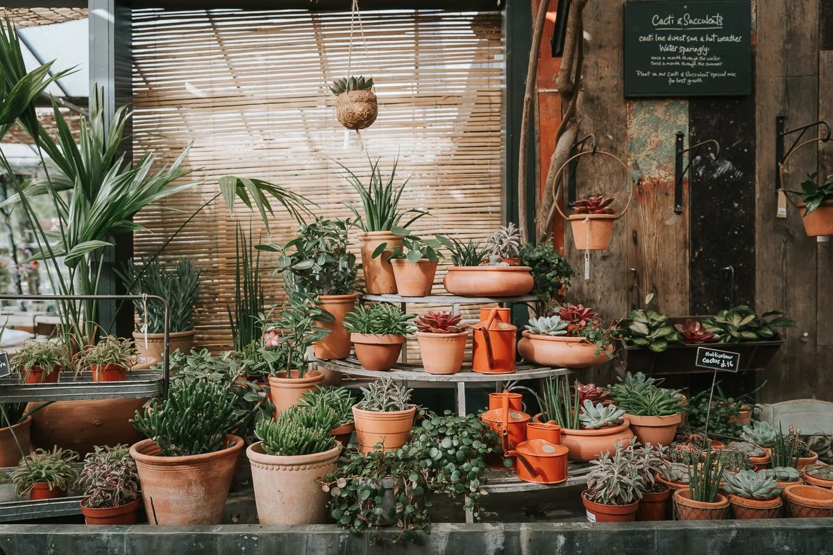  Terracotta pots filled with succulents and leafy plants alongside orange watering cans at Petersham Nurseries, Richmond. 