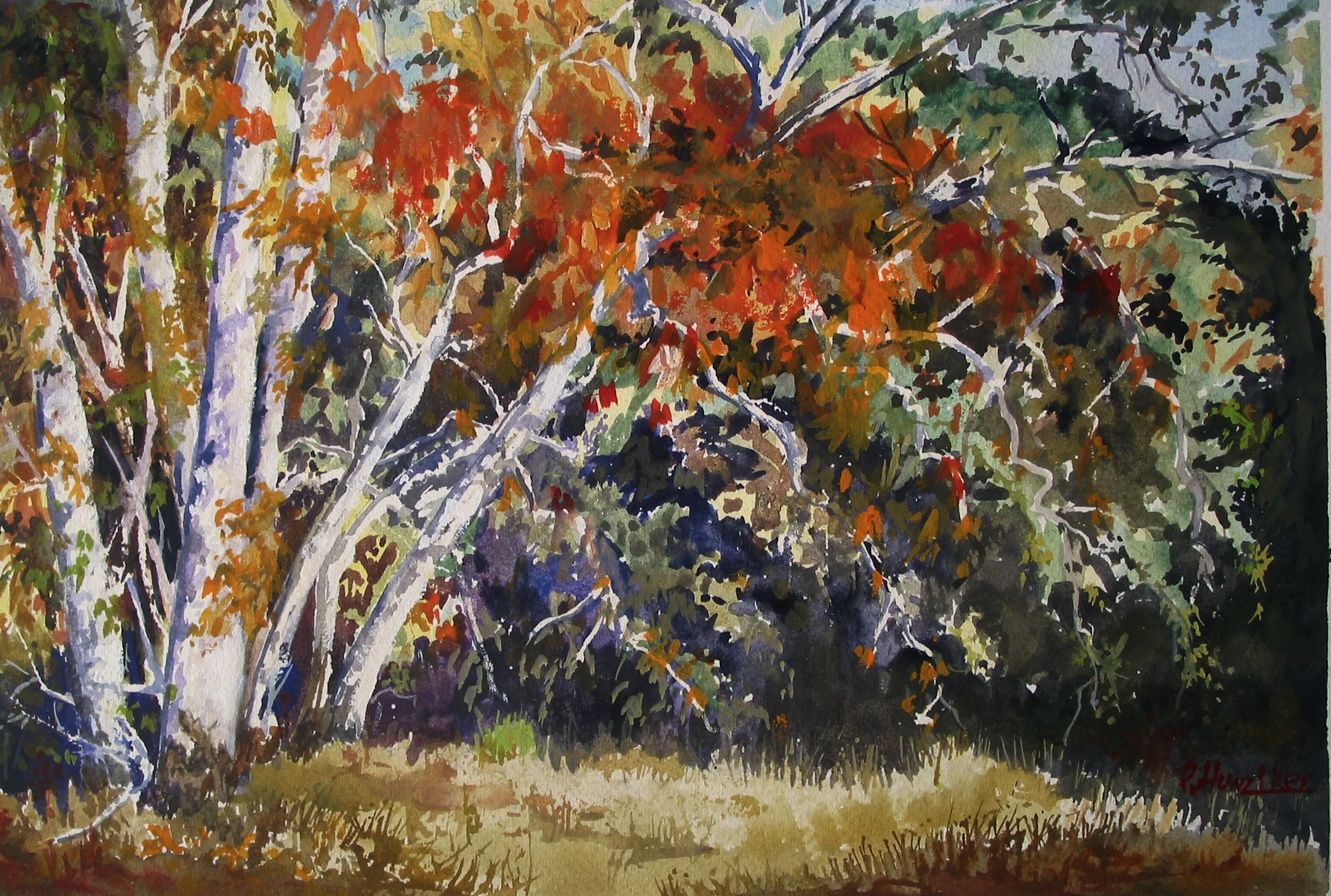 Alisal ( Autumn Sycamores Peter Straus Ranch) Watercolor 8x12