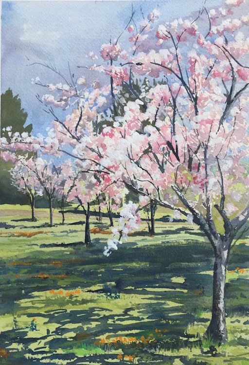 "Cherry Blossoms King Gillette Ranch" Watercolor 8x12