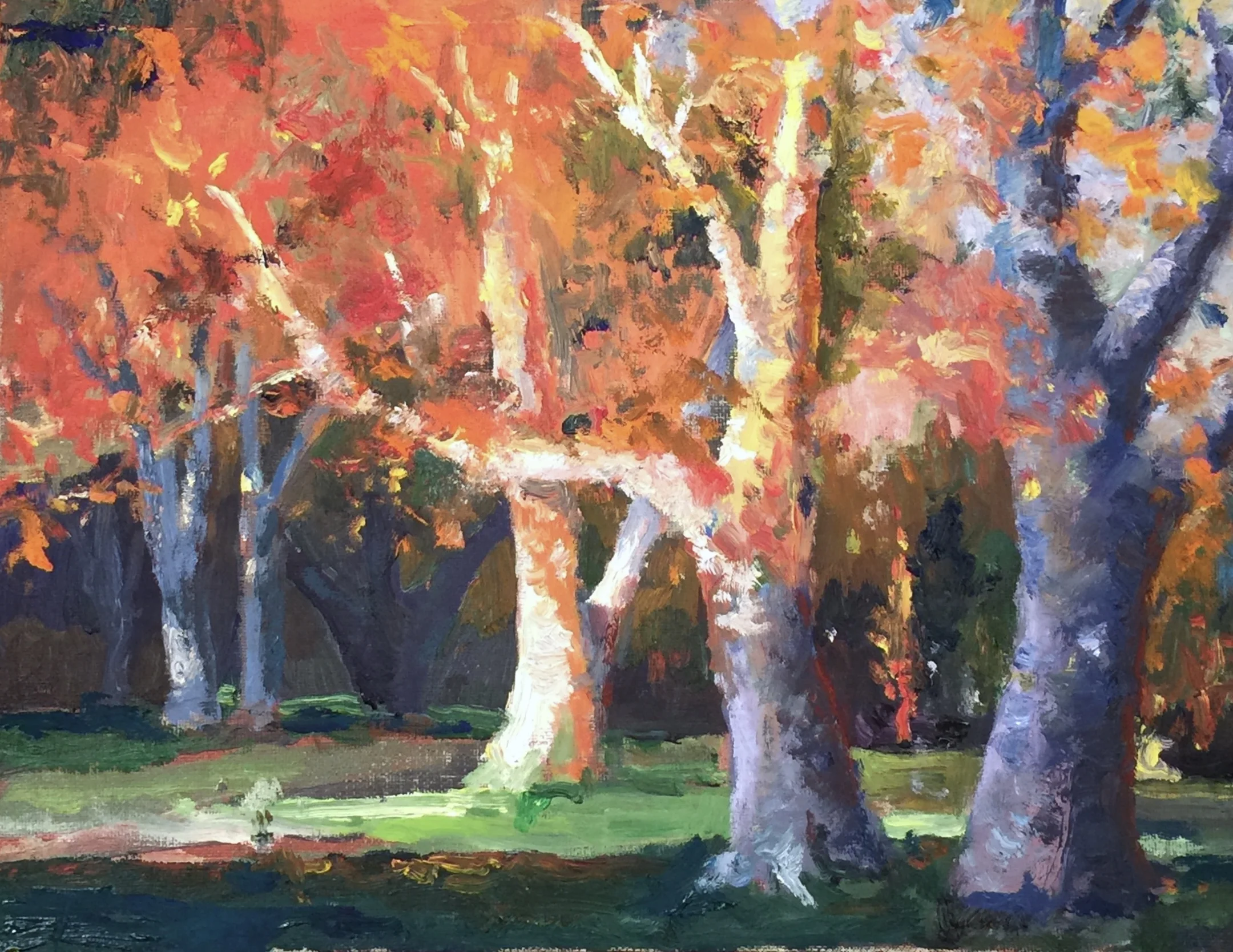 "Morning Light Sycamore", Oil 12x9