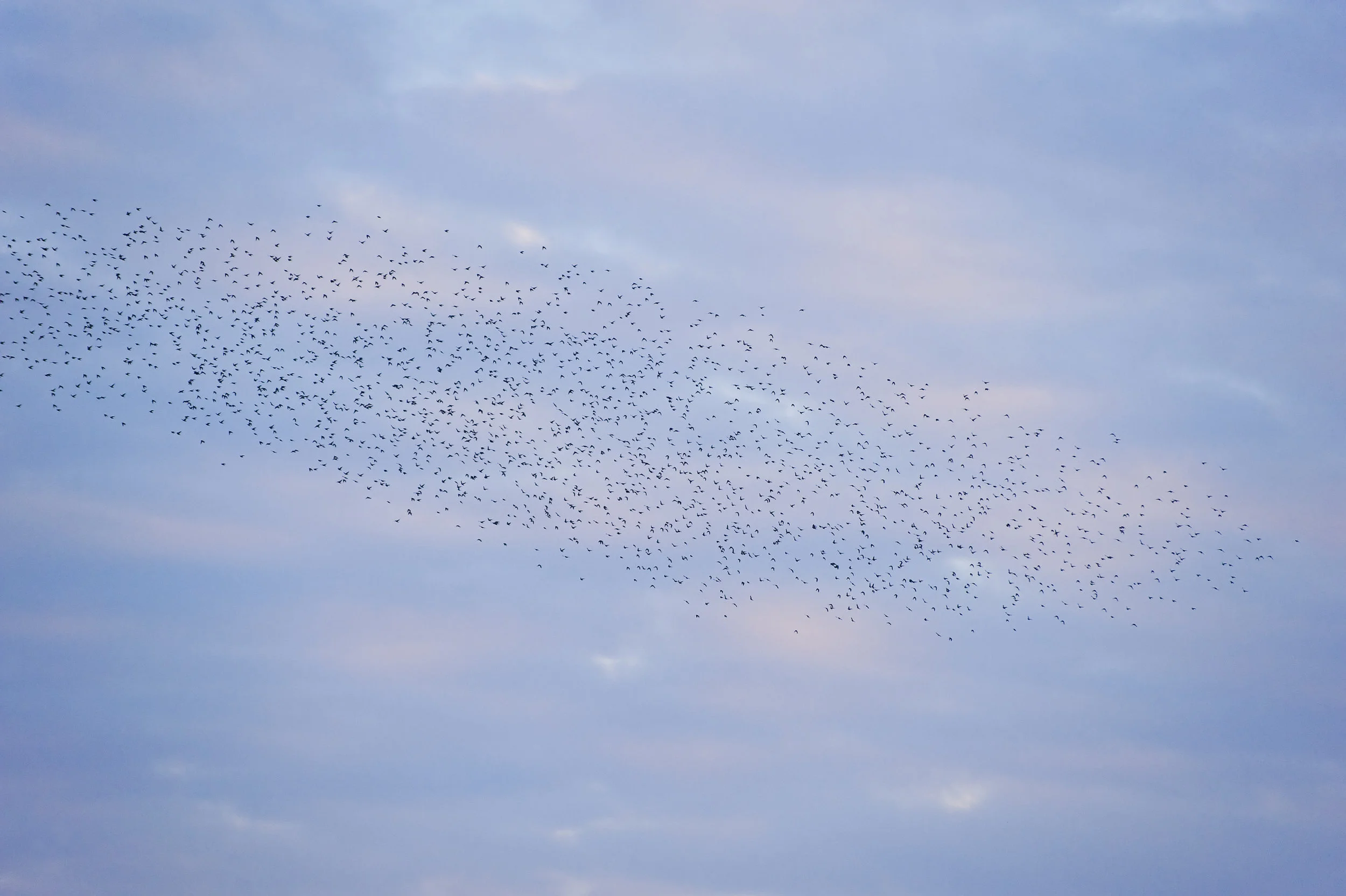 Murmuration6.jpeg