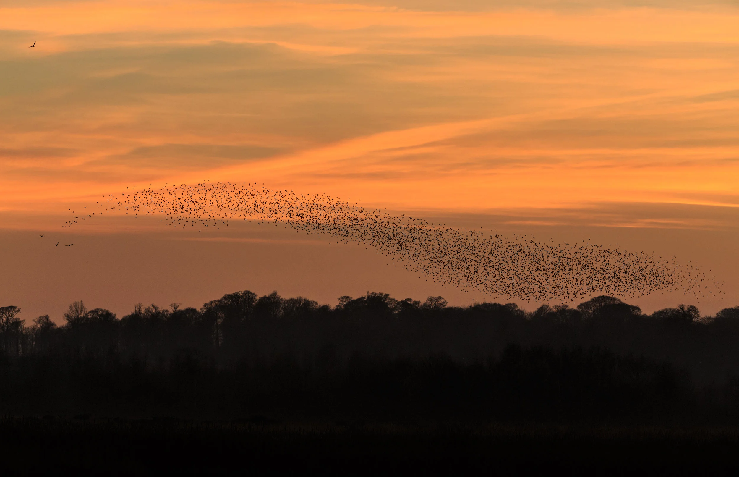 Murmuration7.jpeg