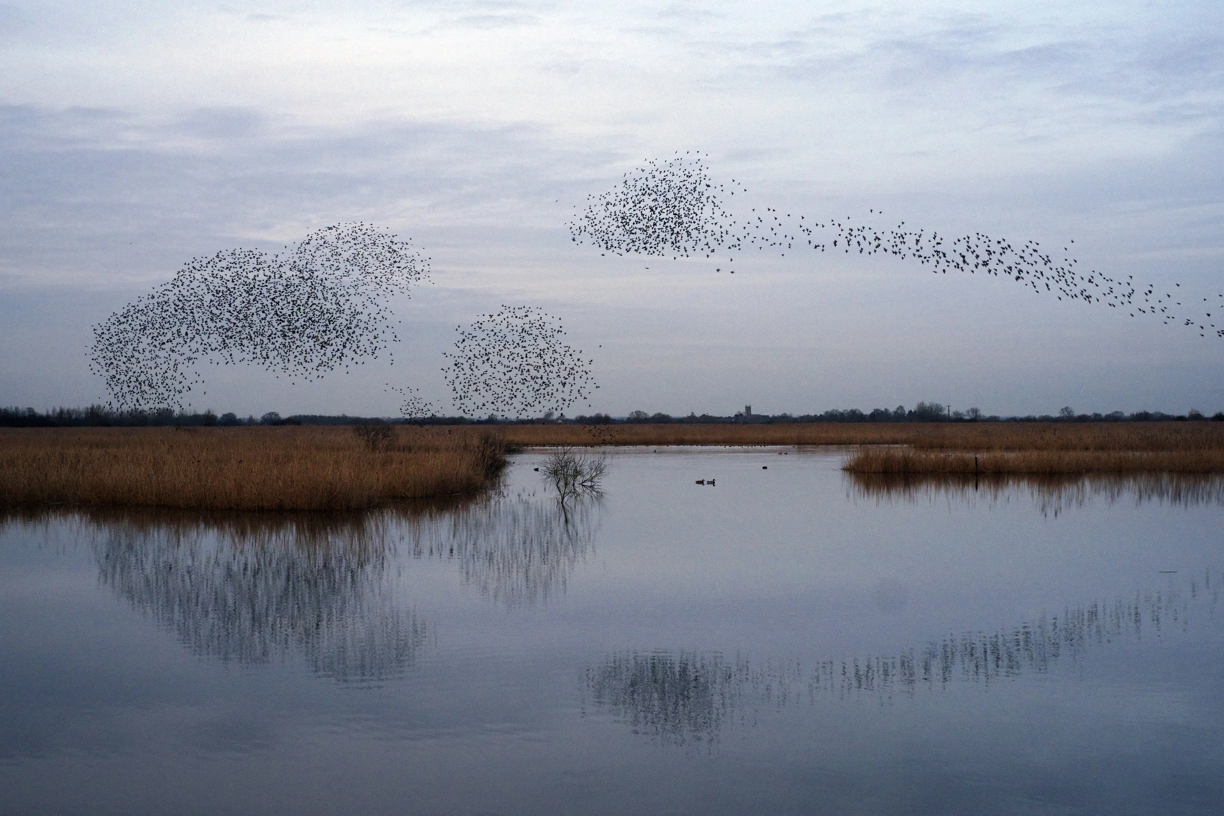 Murmuration3.jpeg