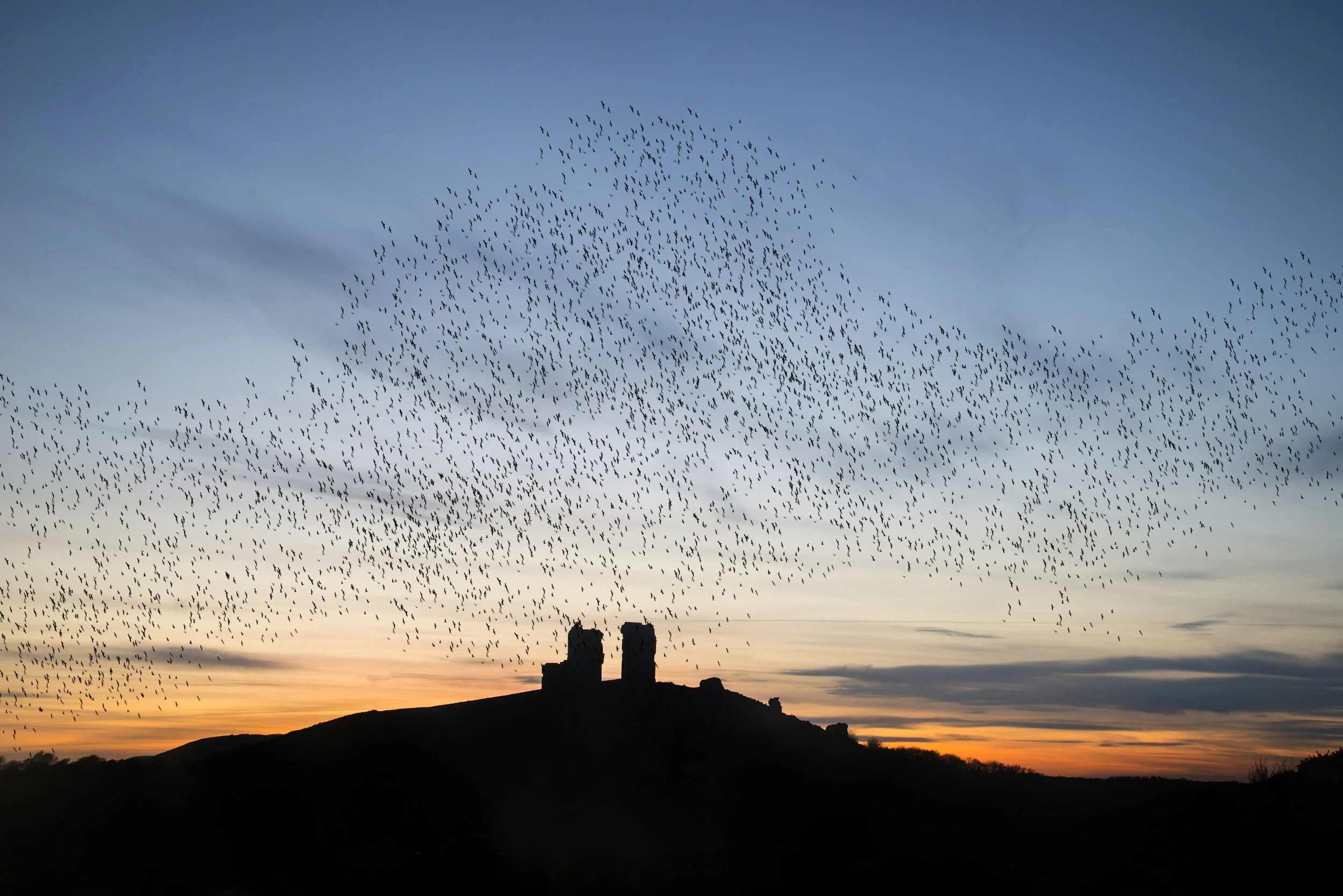 Murmuration2.jpeg