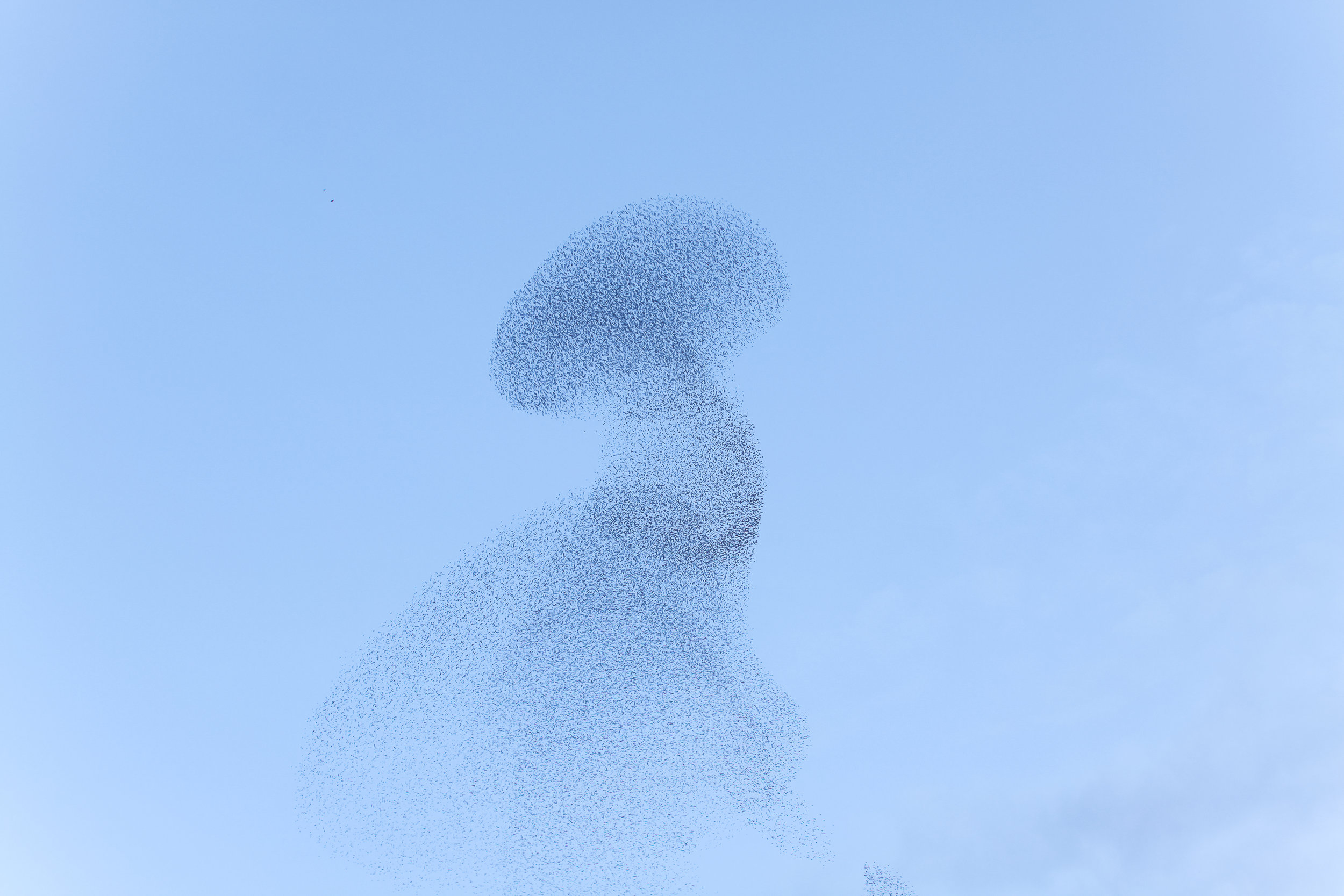 Murmuration12.jpeg
