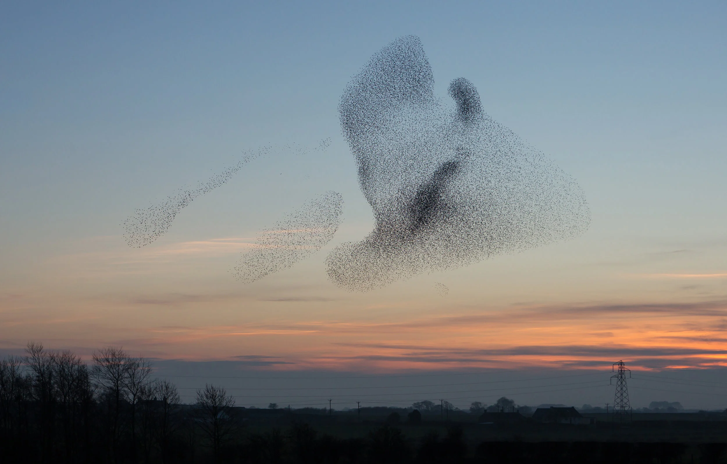 Murmuration1.jpeg