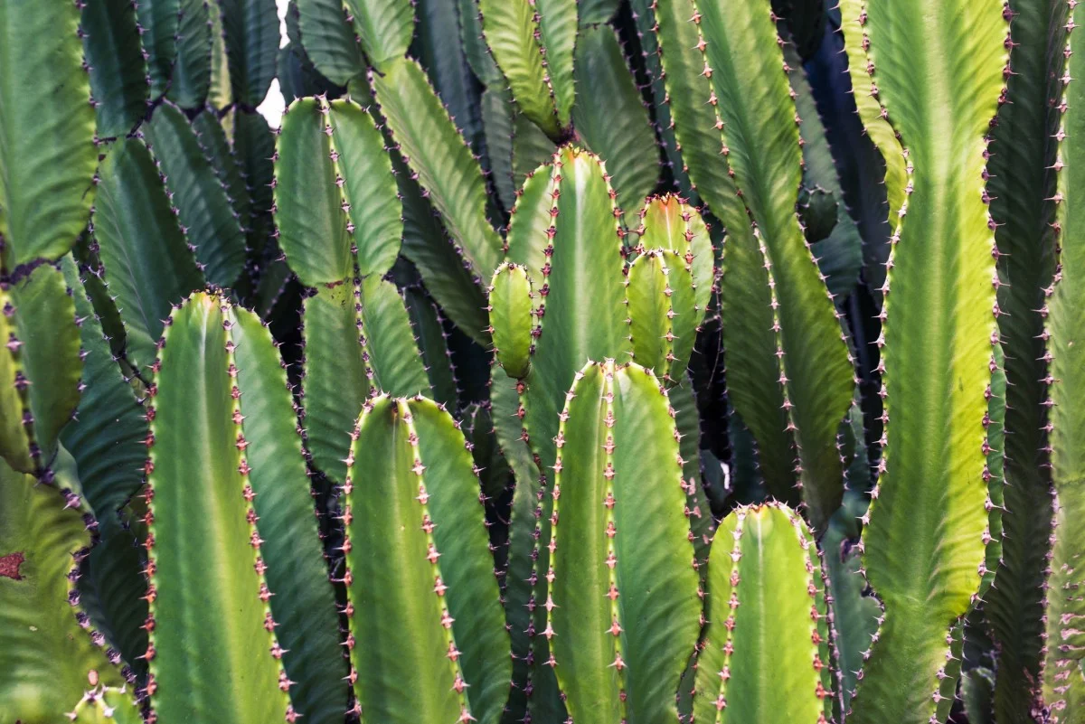 cactus_cacti_plants_green_nature-860781.jpg