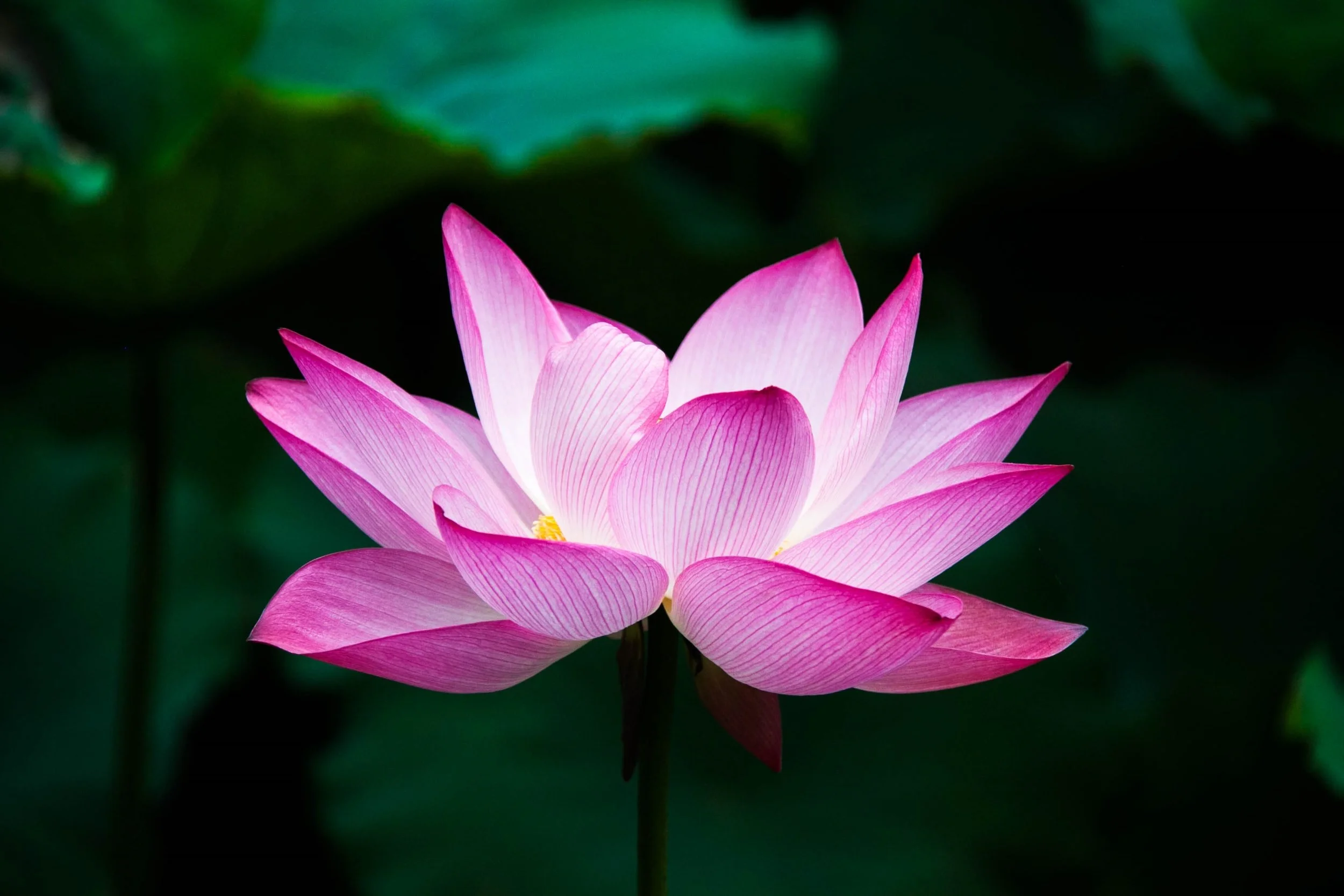 ArkanaAmazonflowerbath.jpg