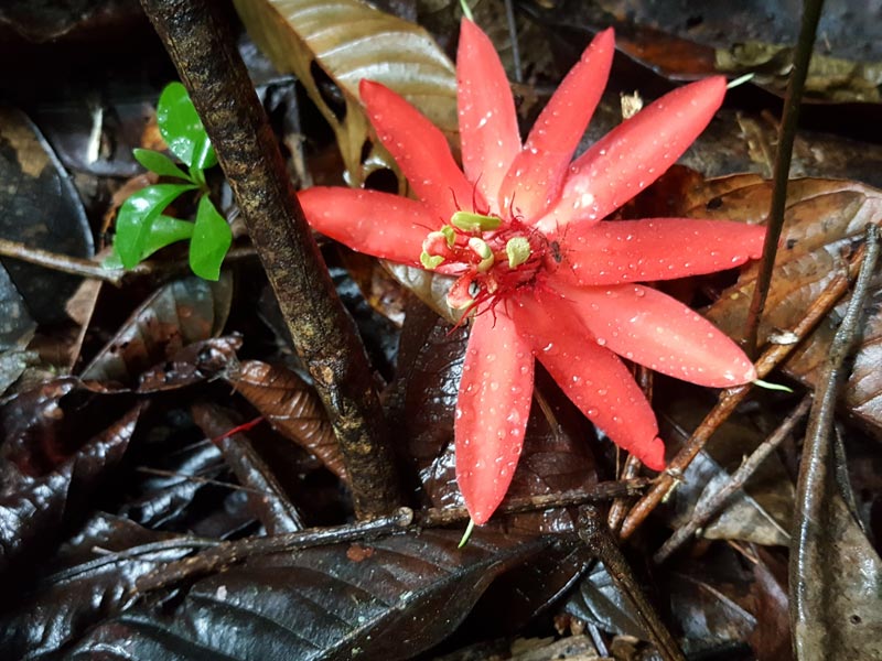flower2.jpg