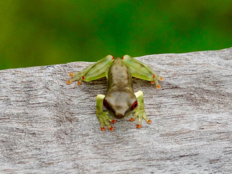 froggie.jpg