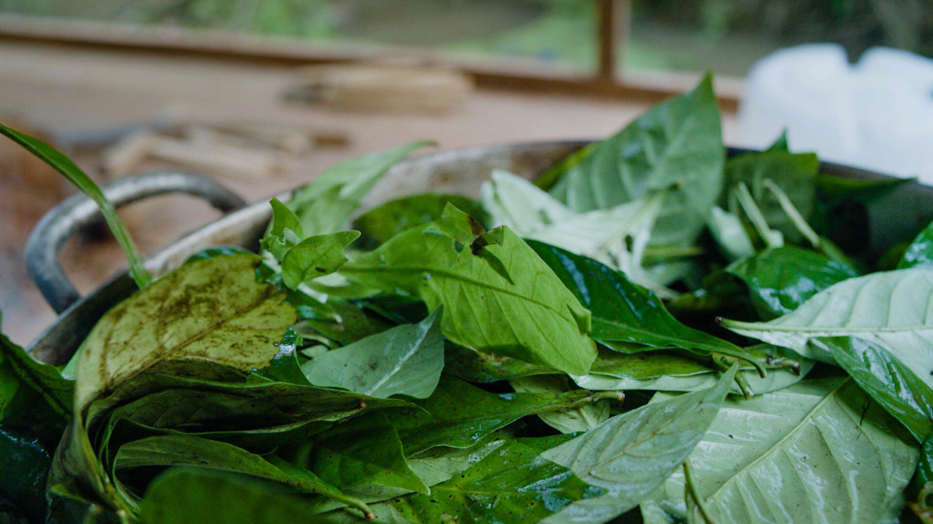 ayahuasca-leaves.jpeg