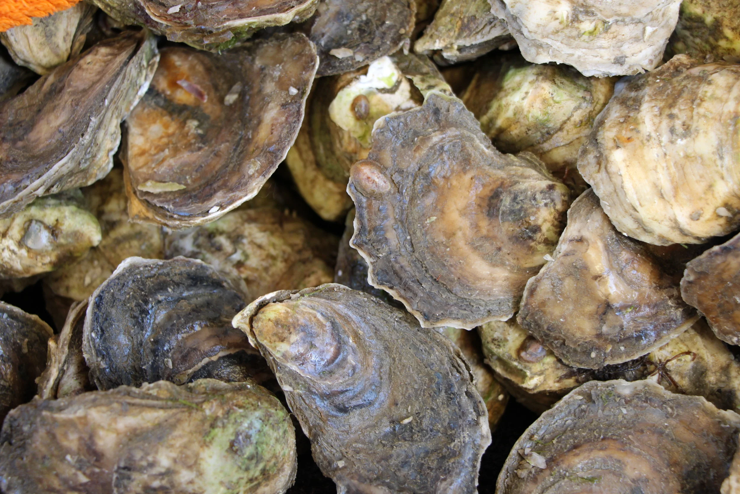Raw Oysters | Smokin' Brews &amp; 'Ques