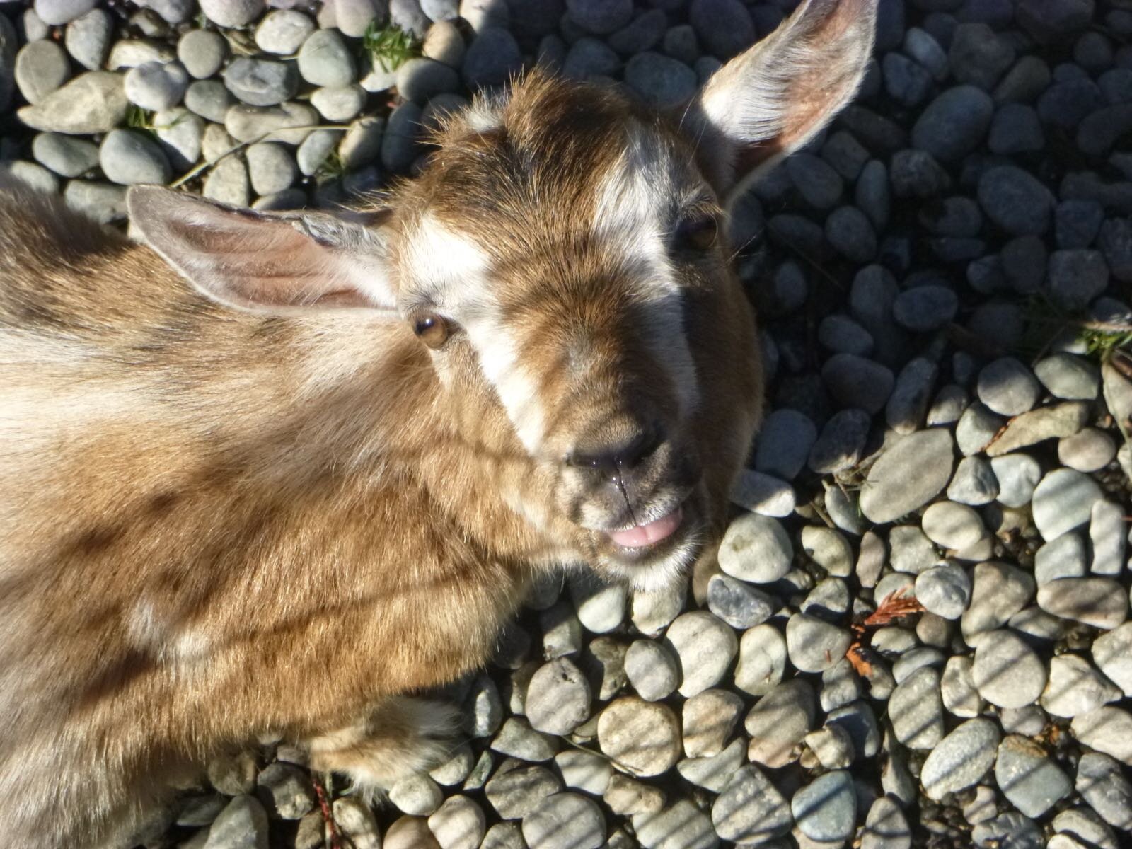 Goats, Nina Post
