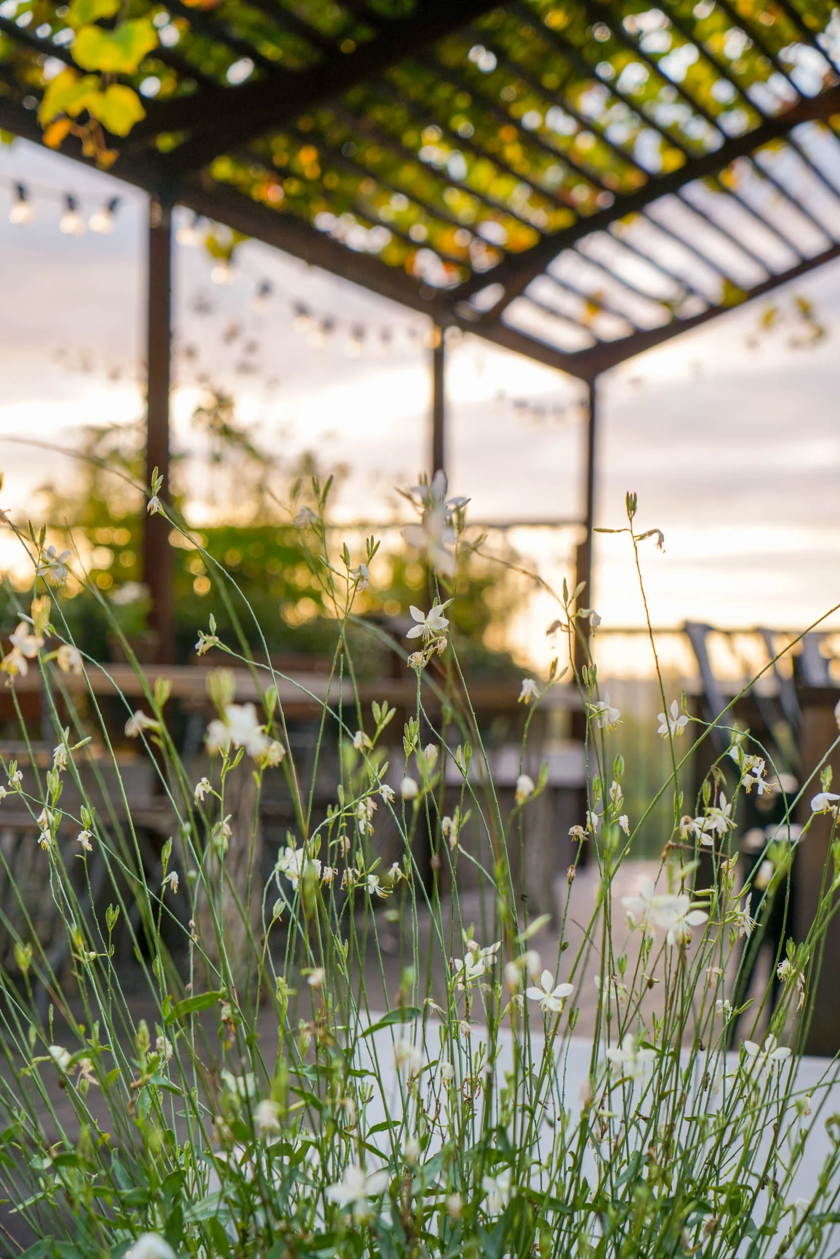 Elegant planting on the private dining terrace at The Beacon, Tunbridge Wells, Kent.