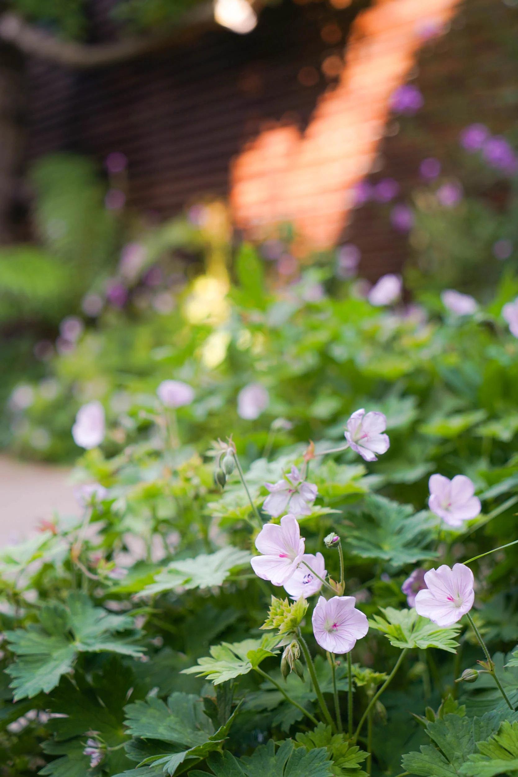 Mixed herbaceous planting in a shady courtyard in Tunbridge Wells, Kent