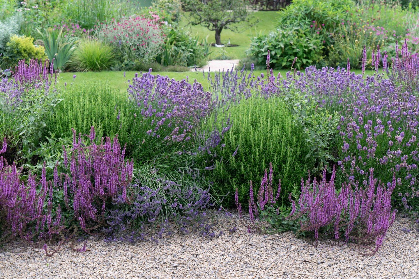 Abundant edimental hedge in our Arts &amp; Crafts garden. Edible &amp; ornamental planting is a common thread through most of our projects; not only are edimentals such as Lavender, Rosemary and Thyme resilient and drought tolerant, they bring incred