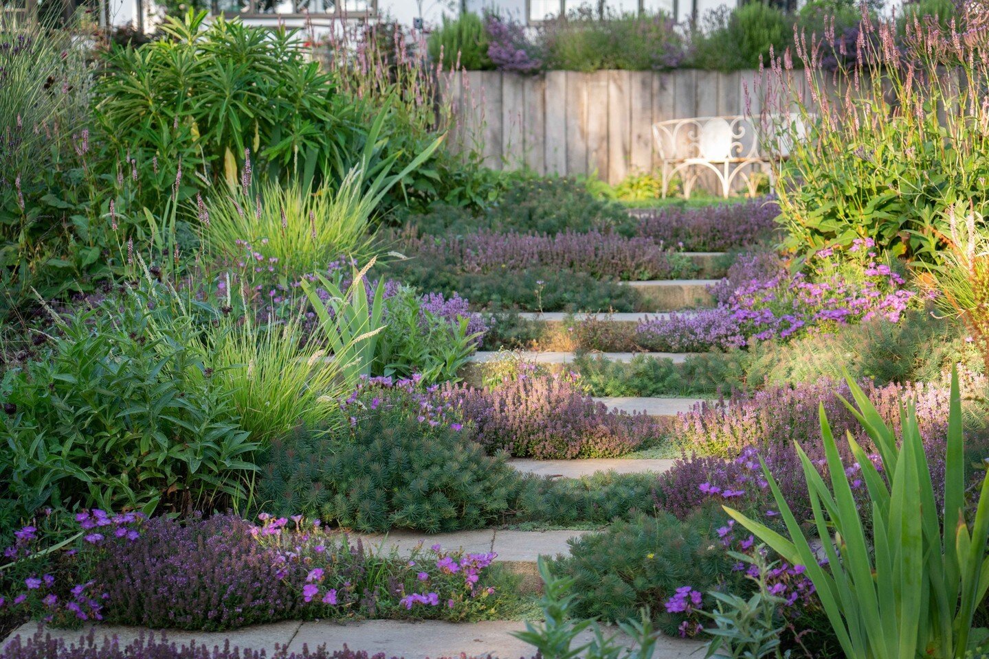 Summer steps embraced in soft and frothy tones of purple, pink and white. 
.
.
.
.
.
#summertime #summergarden #gardendesign #plantingdesign #gardens #fridayfeeling #plantingcolours #summerflowers
