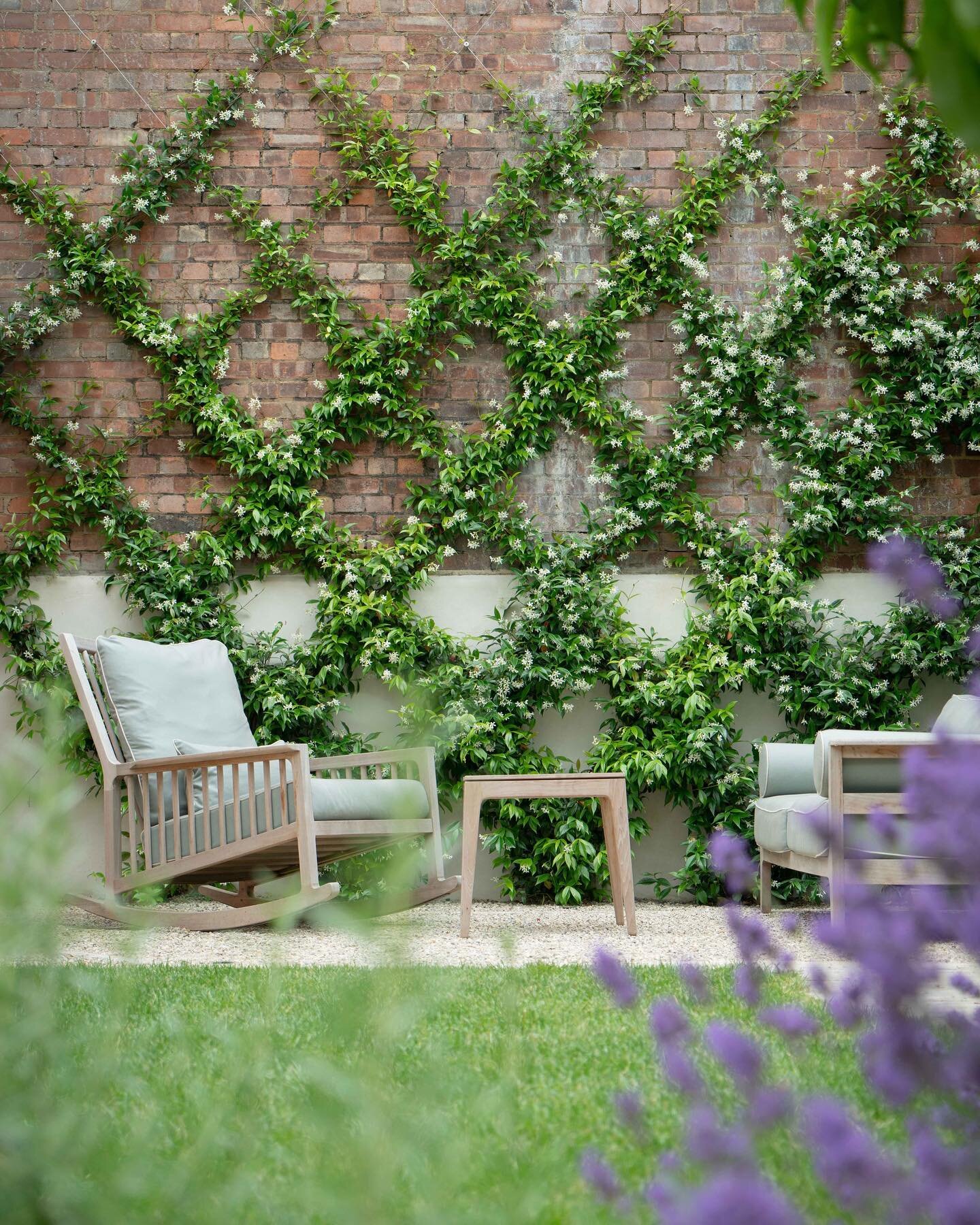 Exciting visit to meet @raewarne photographing our De Beauvoir Square project this weekend. The jasmine lattice was flowering and smelling beautiful along with the lavender, and the clematis blooming at the top of the heptacodium tree as we had hoped