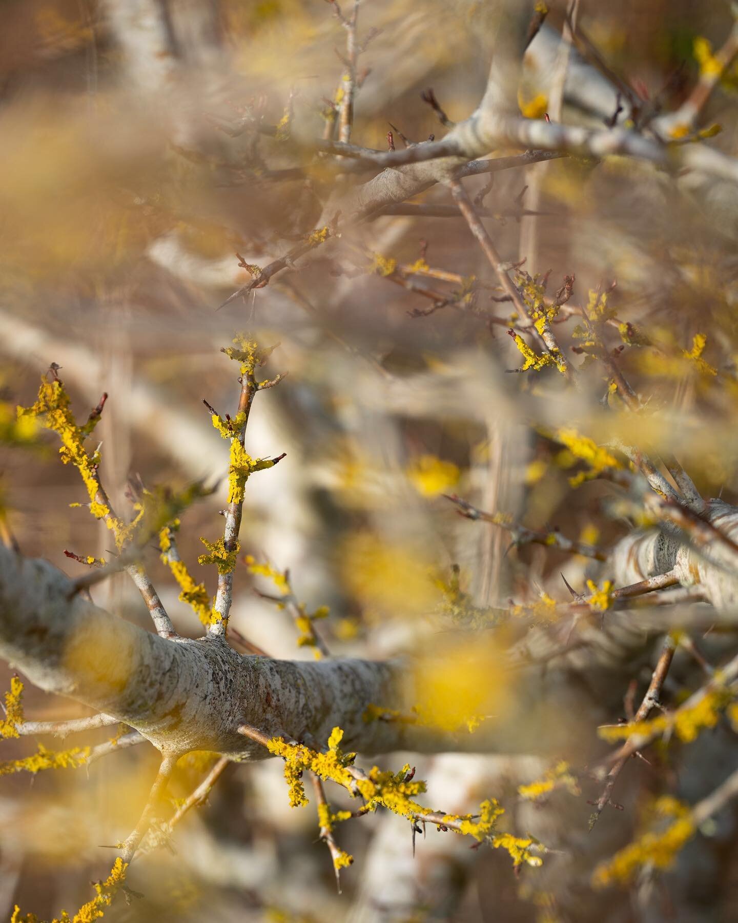 Crisp winter light over the weekend bringing focus to the subtleties of nature, with it&rsquo;s beautiful skeletal forms &amp; layers of rich colour 

1 | Acid yellow lichen on the branches of Hawthorn
2 | Bramble leaves filtering light like stained 