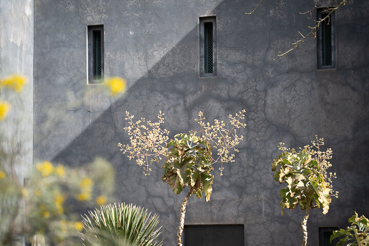 Reflecting on an inspiring couple of a days spent visiting gardens in Marrakech. 

Beginning with the exotic &amp; paradise gardens at Le Jardin Secret by @tomstuartsmithstudio
.
.
.
.
.
#gardenvisit #designresearch #gardeninspiration #secretgarden #