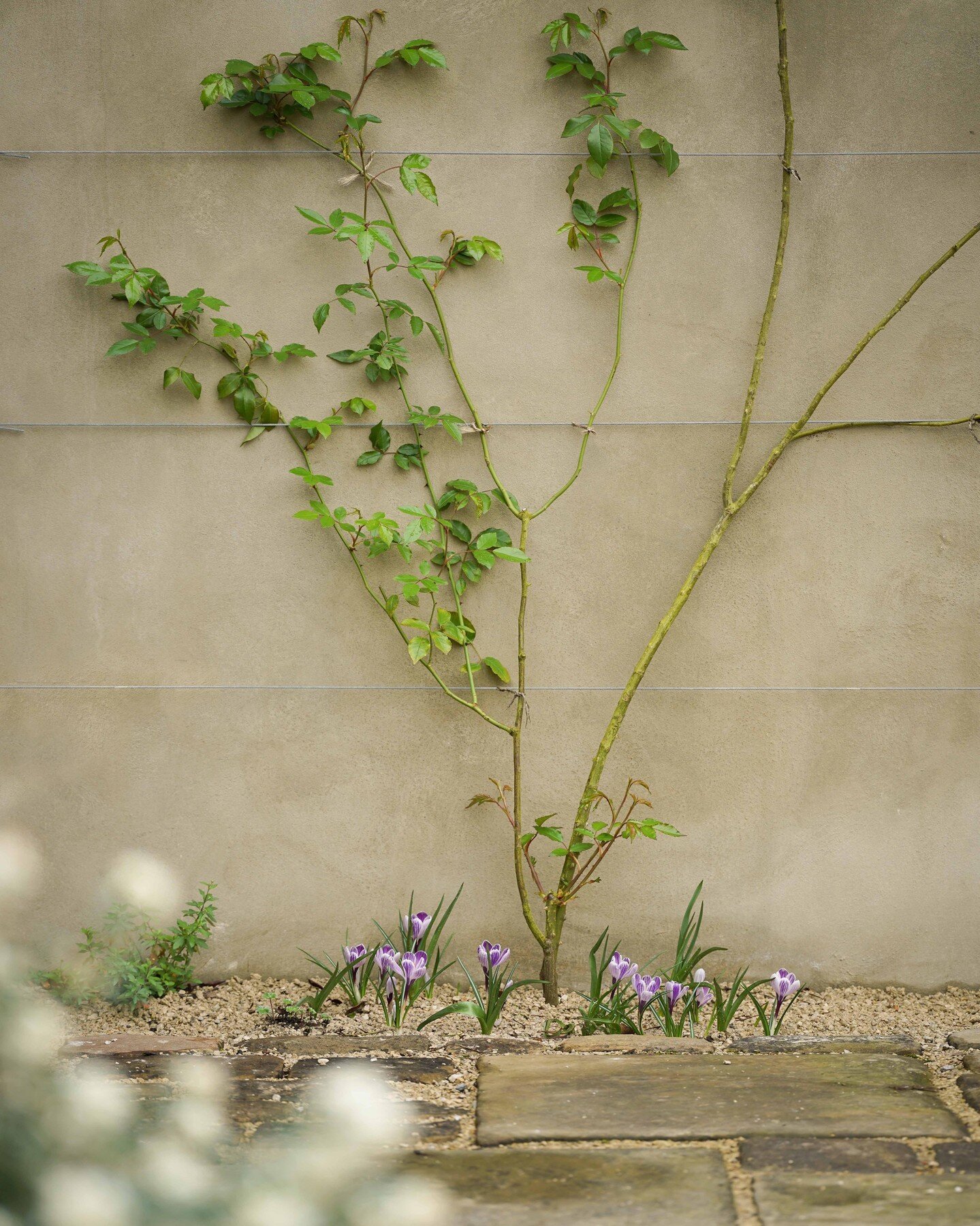 A quiet corner in one of our projects, showing graceful signs of Spring. 
Subtle details &amp; careful considerations make all the difference. 

#springgarden #gardendesign #farlamandchandler #gardensofinstagram #designstudio #landscapedetails