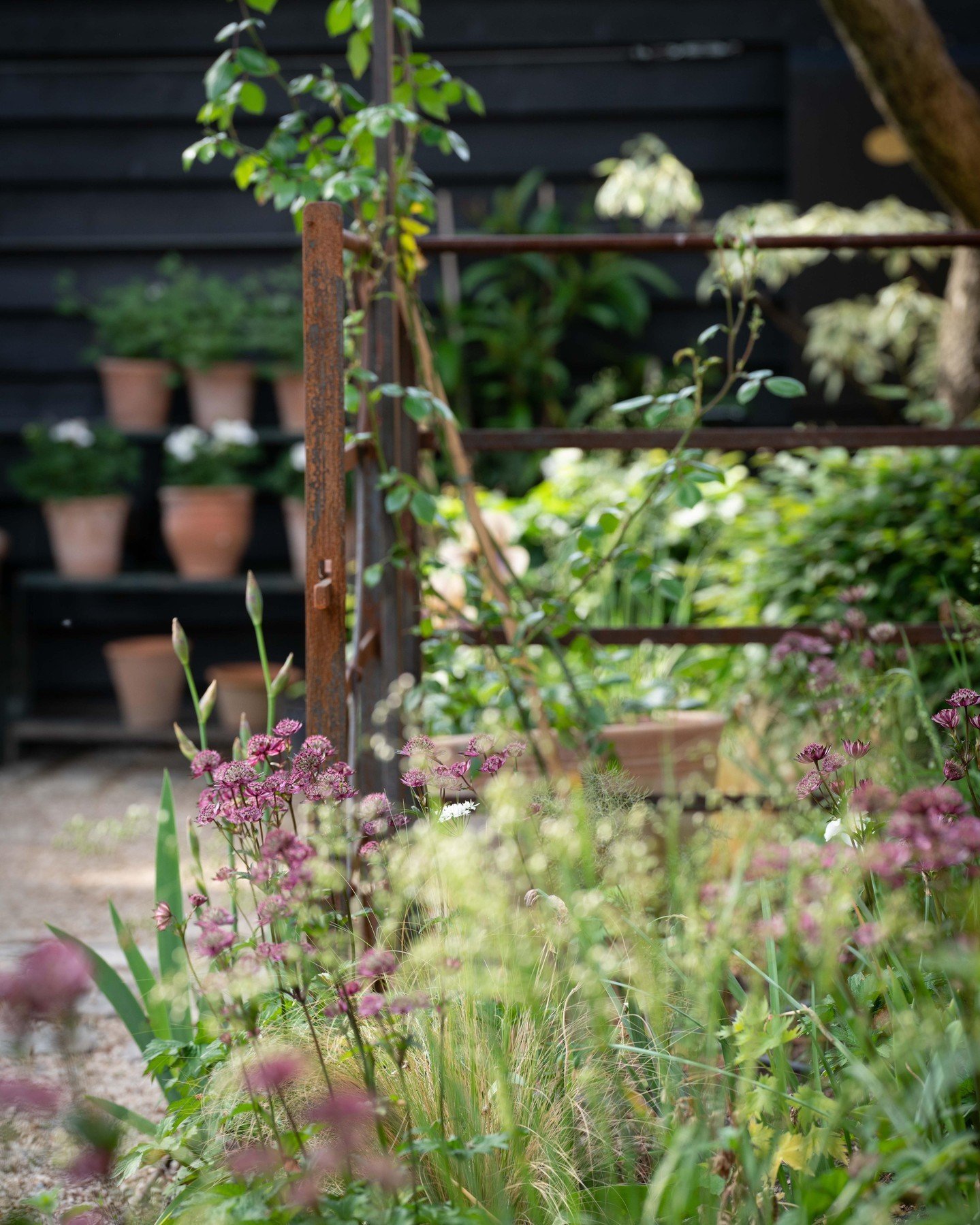 A quiet corner of a romantic city garden we made last winter. Bold steel features contrast with the delicate, ephemeral planting of Astrantia, Iris, Fennel, Stipa &amp; pale pink Roses about to burst into flower. May is such an exciting time in the g