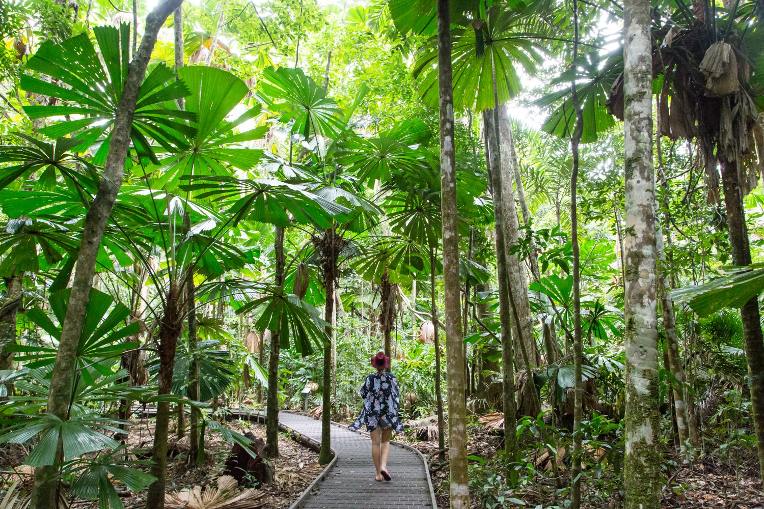 How To Explore the World's Oldest Rainforest