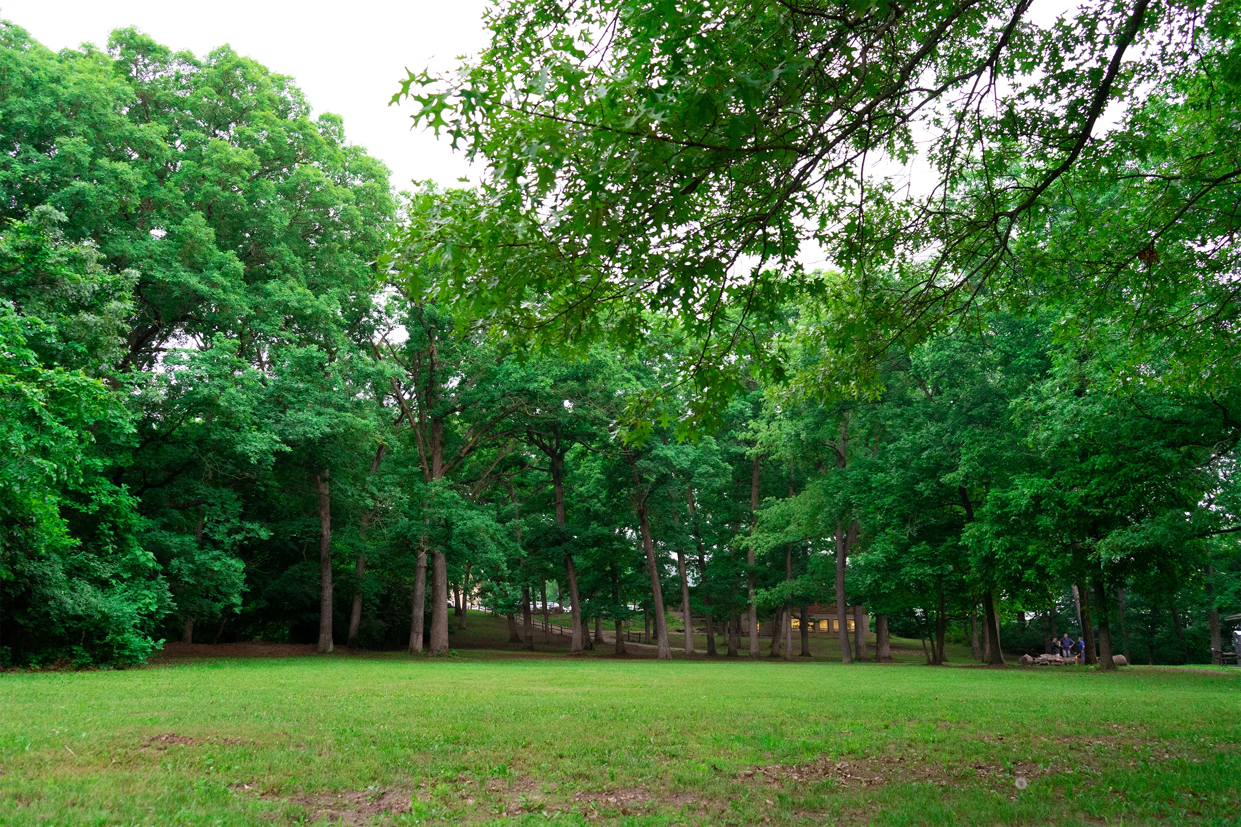 Dayspring Trees