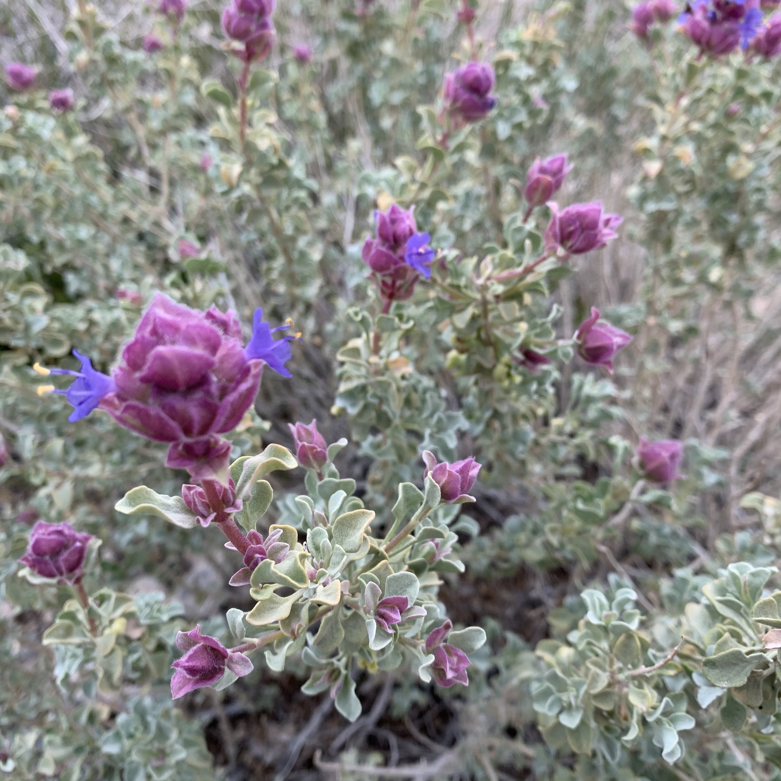 Sage Flower.jpg