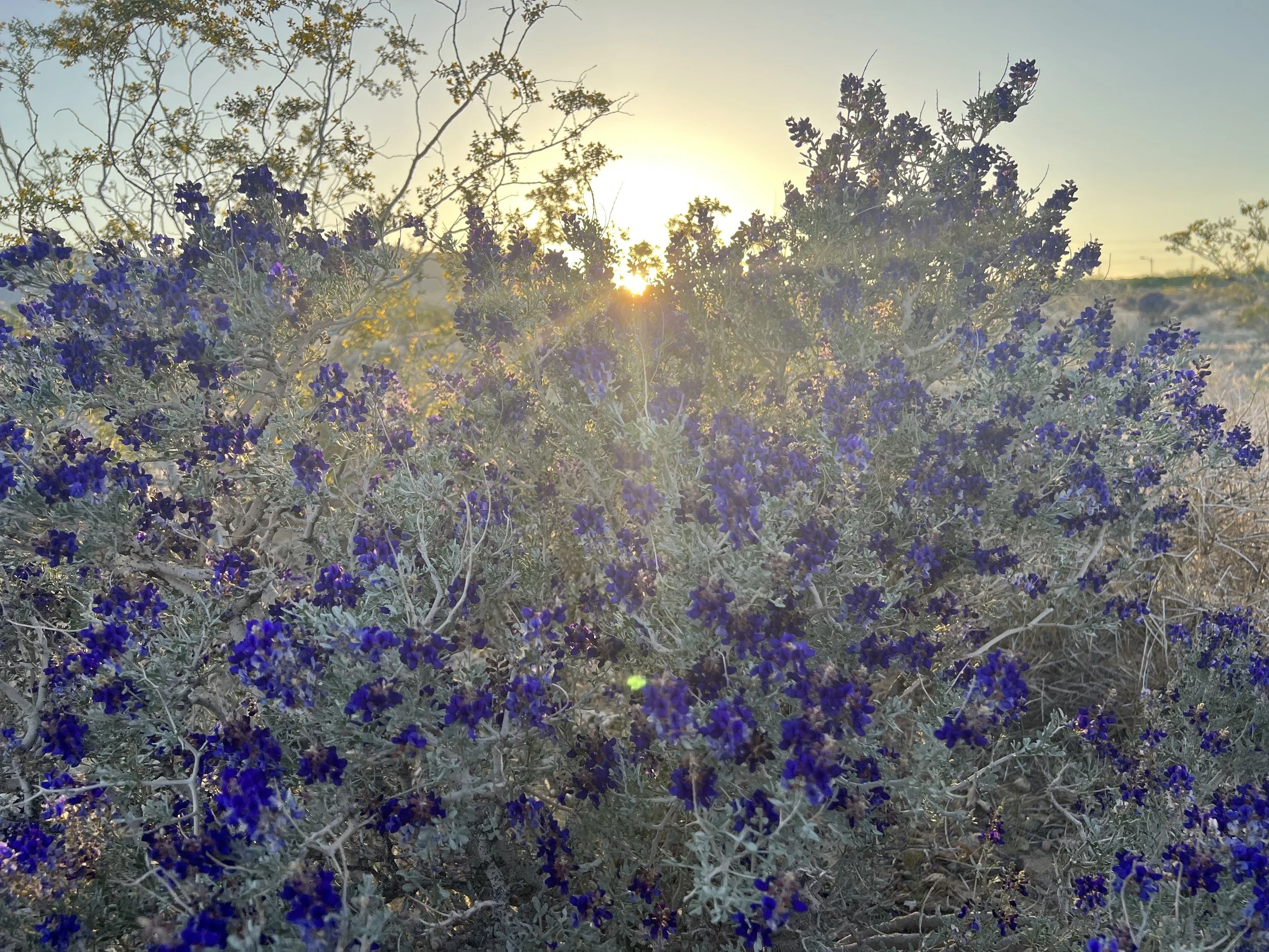 Desert Indigo.jpg