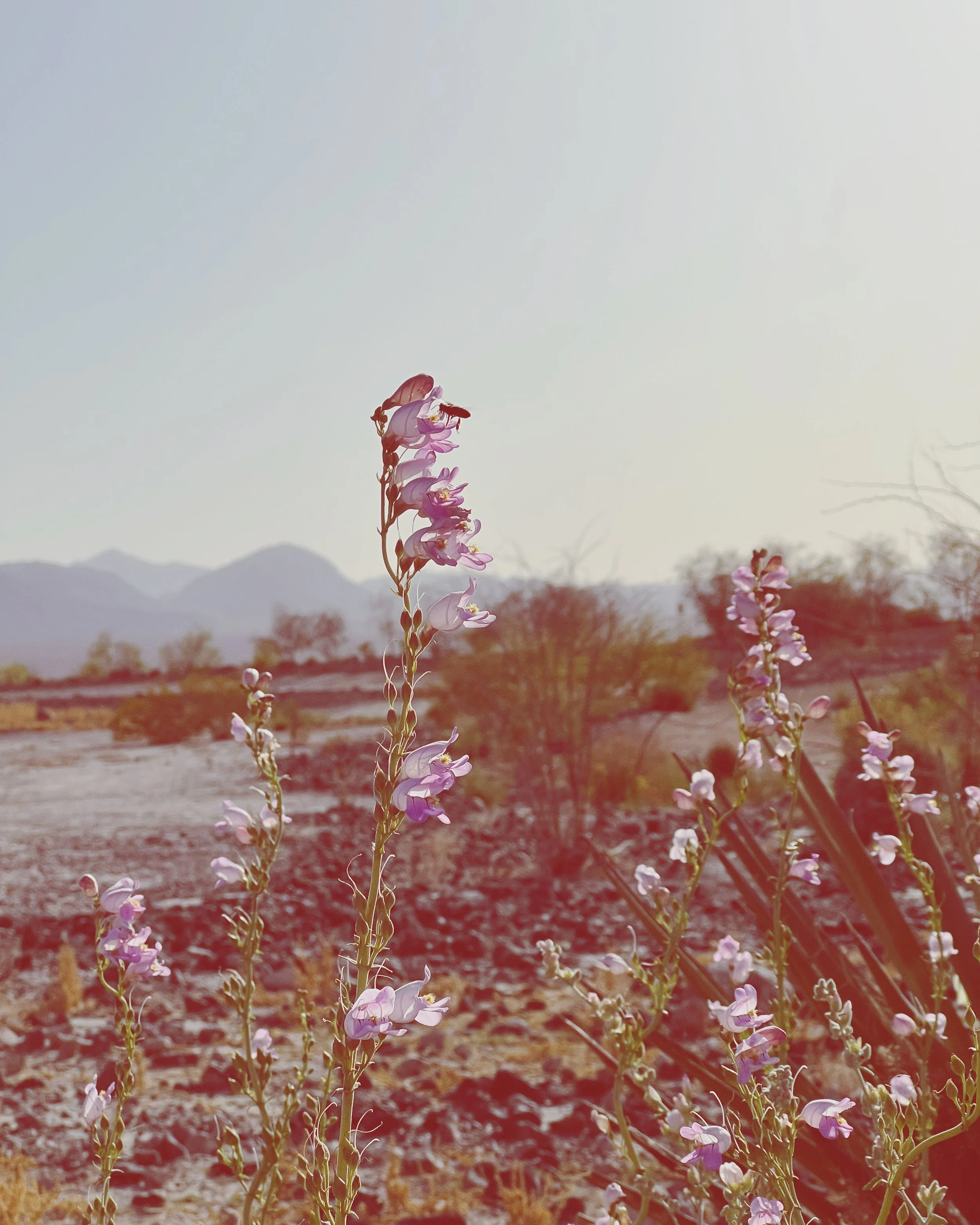 MOJAVE BEES IN PINK PENSTEMON