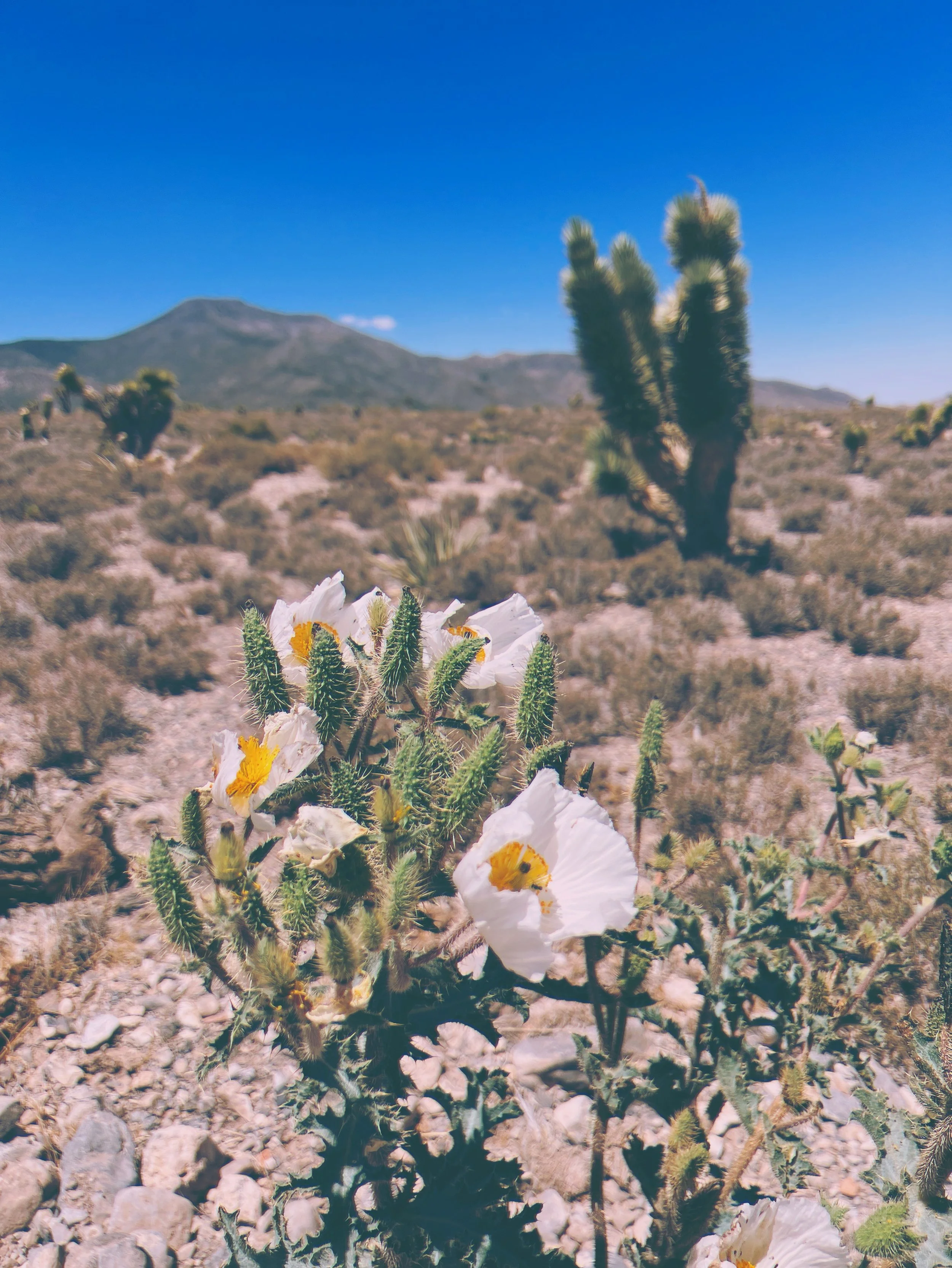 Mojave Poppy.JPG